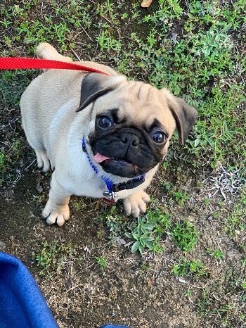 pugs for sale in Virginia